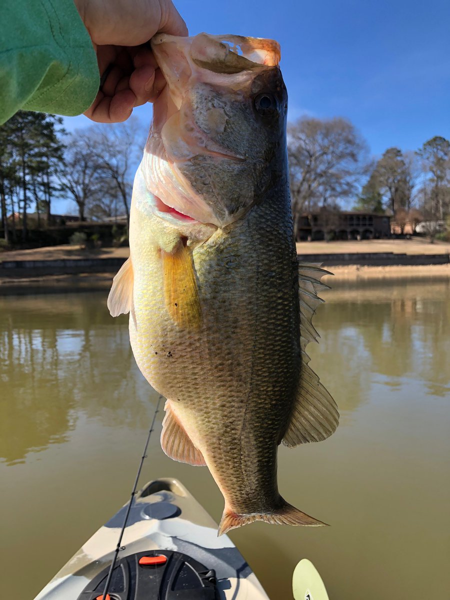 angler_on's tweet photo. Nice big bass caught on a beautiful spring like day on Logan Martin, AL. Courtesy of our friend Billy with @angler_on #FishInland #Alabamabasstrail https://t.co/q9UWuLM0zl