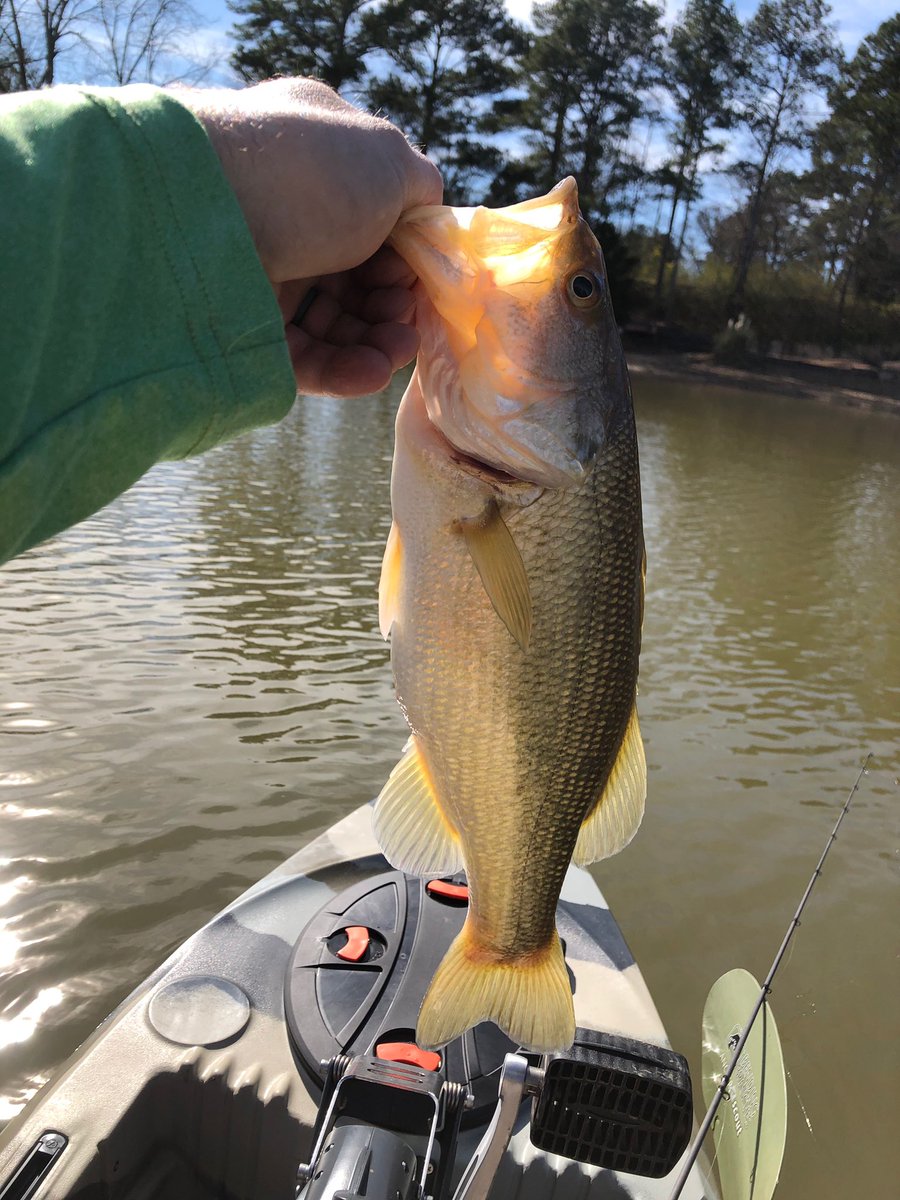 angler_on's tweet photo. Nice big bass caught on a beautiful spring like day on Logan Martin, AL. Courtesy of our friend Billy with @angler_on #FishInland #Alabamabasstrail https://t.co/q9UWuLM0zl