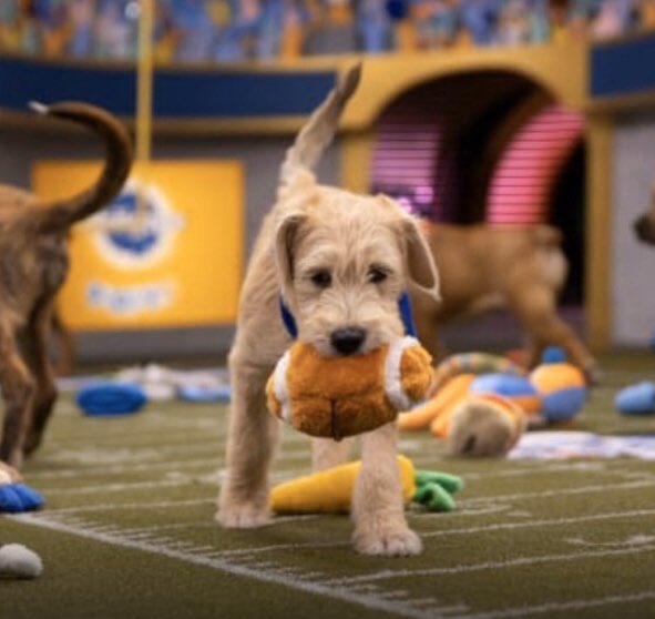 erinskelley's tweet photo. Touchdown Papaya! Great to see Houston’s Shaggy Dog Rescue represented today. Special thanks to @AnnBrookesCT for making it happen and @AnimalPlanet for supporting rescue dogs. #rookiesensation #nextPatrickMahomes #teamfluff #adoptdontshop https://t.co/UJEmaITkXR