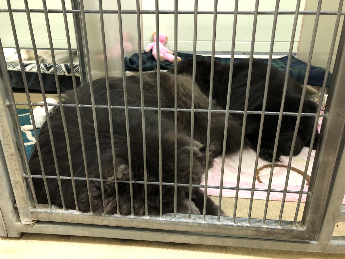 david_c_george's tweet photo. A little help needed.  I volunteered today at @HamiltonHumane.  There is a bonded pair of Chow-Chow sisters surrendered this week.  They’re 10 yrs old, so help is needed to find a home for them to stay together.  They’re in separate kennels but sleep together. https://t.co/pqxbnOr4M2