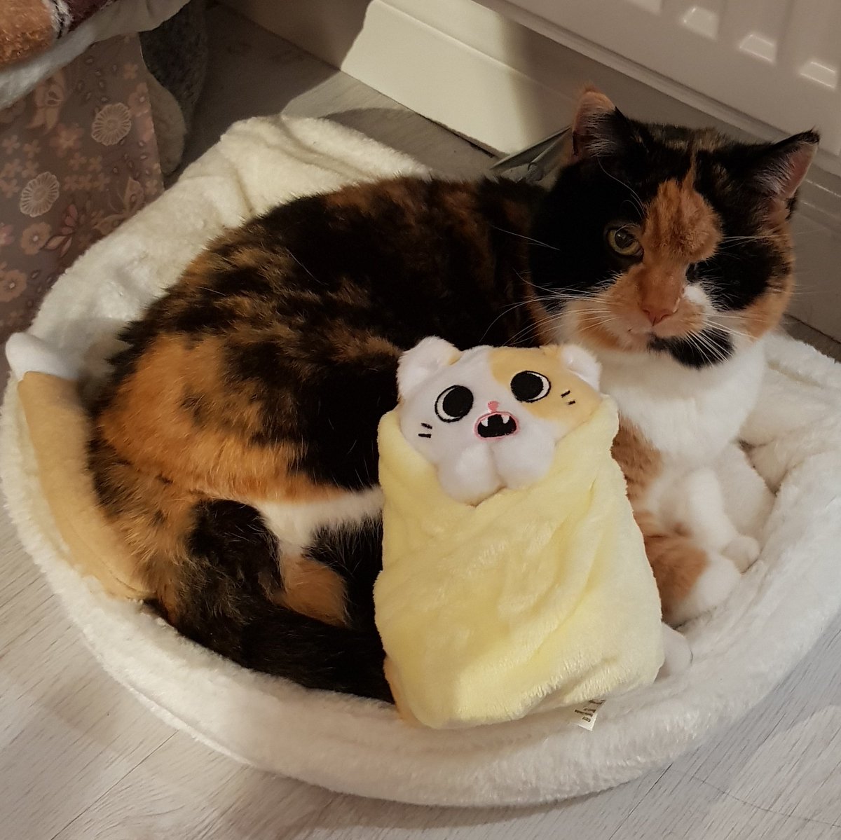 Calico cat curled up on a cat bed looking at the camera, with a cuddly toy purrito sat in her lap