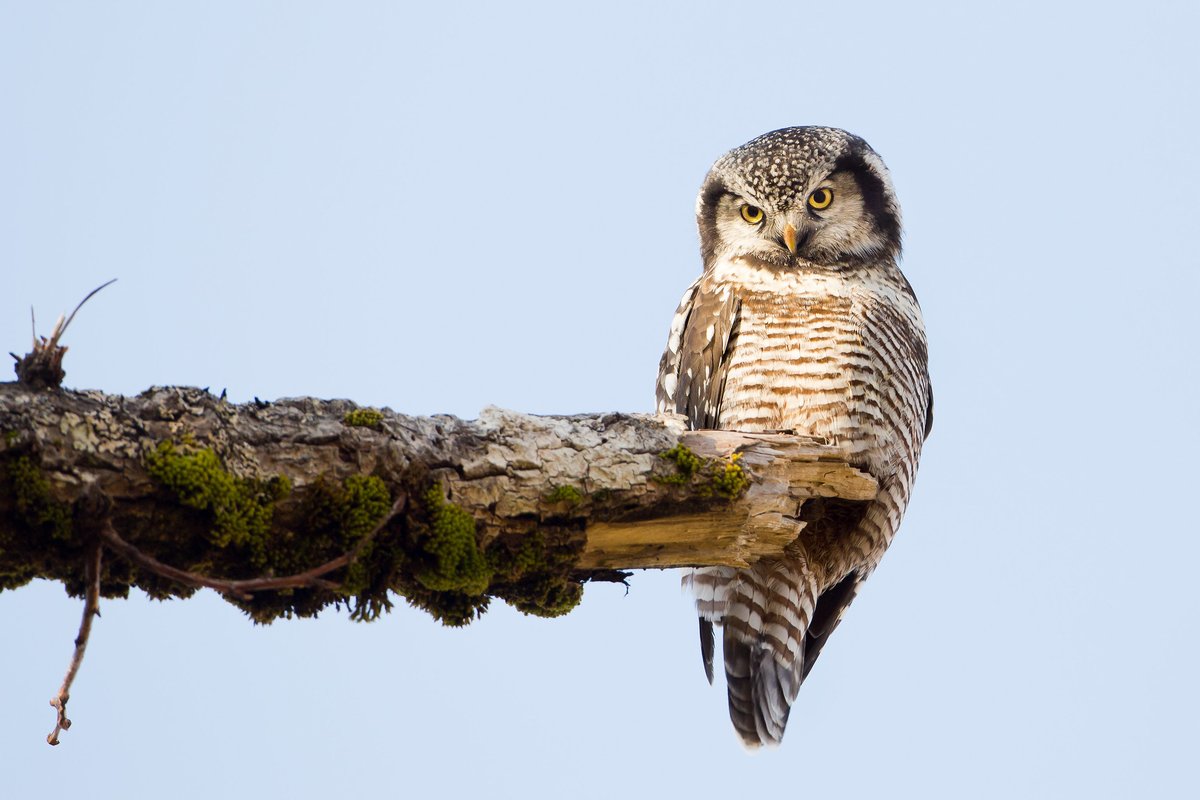 A tan and brown owl sitting on a tree limb looking down at the camera.