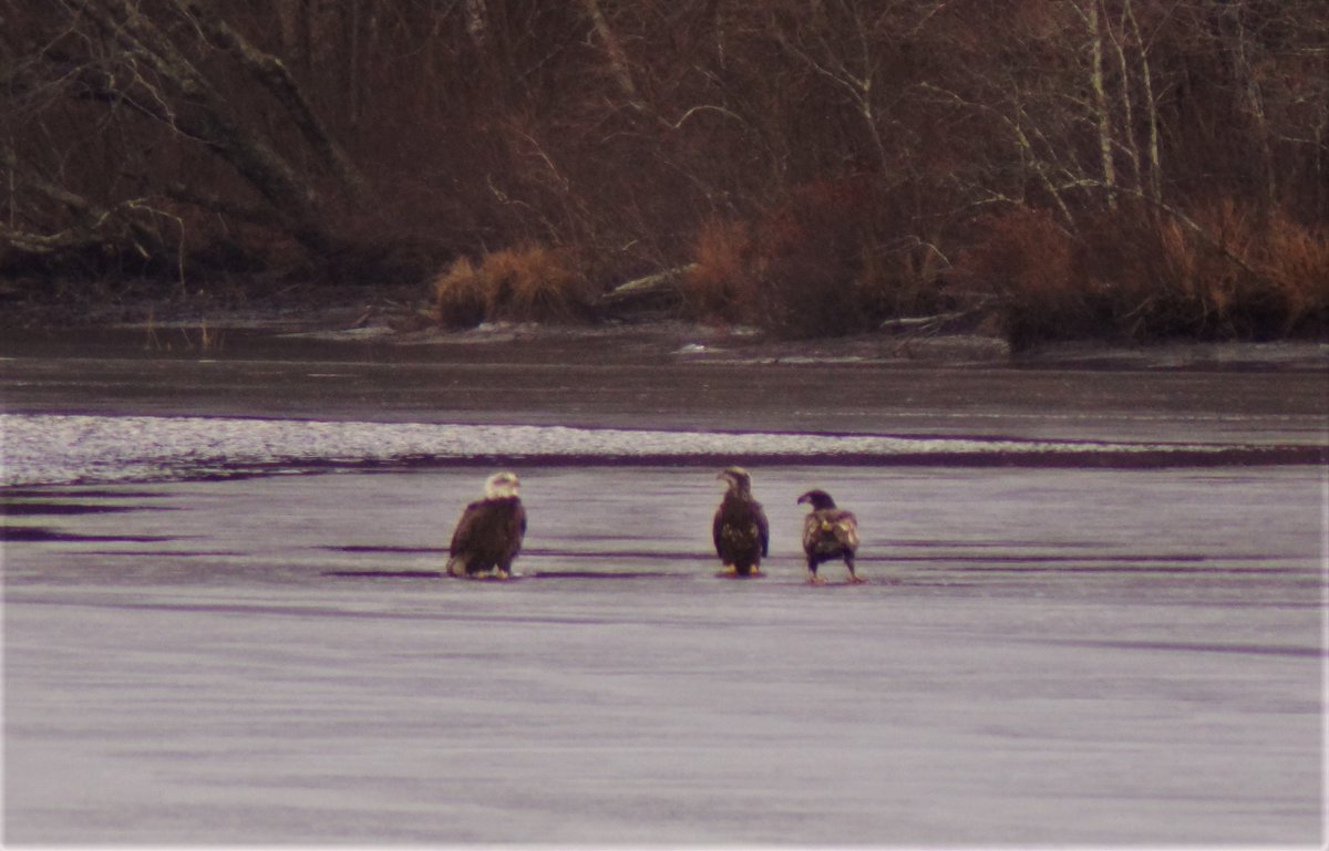 2 February 15:00 one adult bald eagle joins two second year eagles paused on the ice cover alongside gulls and mergansers
#birdwatching #eagles #birds 
<a href="/PachaugFriends/">Friends Of Pachaug Forest</a>
 
<a href="/YawgoogTrails/">Yawgoog Trails</a>
 #baldeagle #savePachaugForest
#CTSGCN #ctbirdatlas