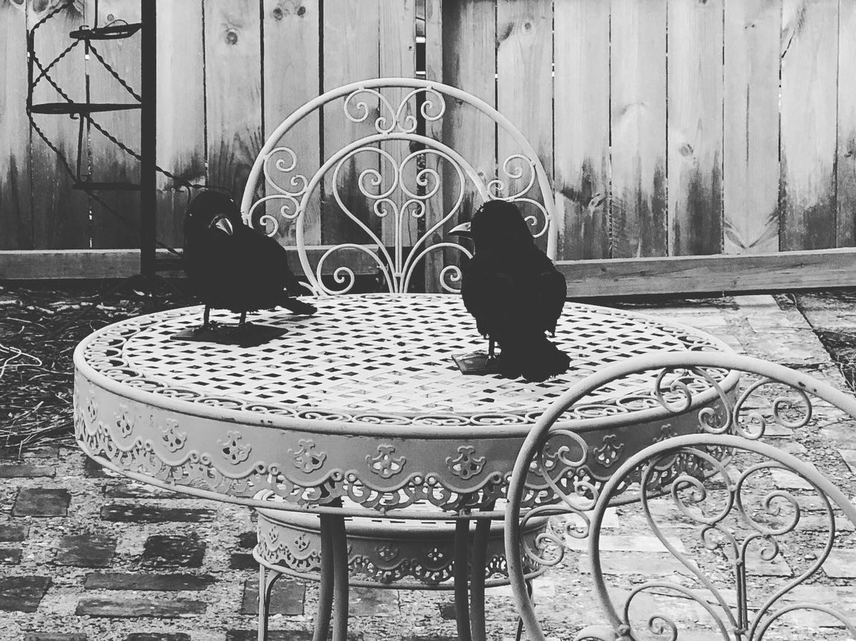 Clove_Latte's tweet photo. The decoys are set. Iβve got a crow call app. Time to #makeamurder of crows. Iβm going to be on my porch sipping wine calling my corvid friends to come eat of my peanuts and be my friends. https://t.co/KfqenMI8Va