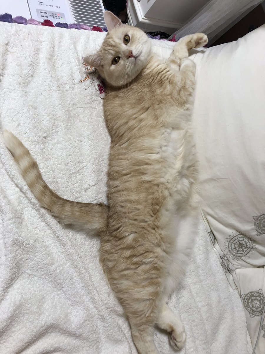 jillkun0728's tweet photo. J🐱
mama
もう起きるのー？？ https://t.co/BiXG66DbMn