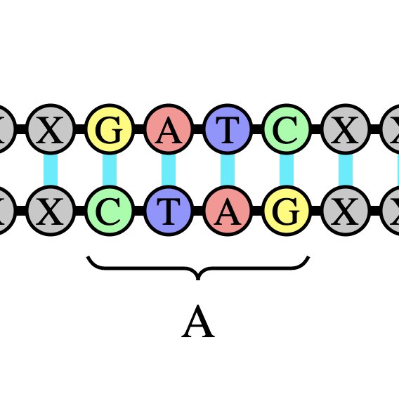 Christian Hubicki A Twitter Dna Has Sequences Of G T C A S On Its Two Strands When The Sequence On One Strand Is The Reverse Of The Other It Gets Read As A