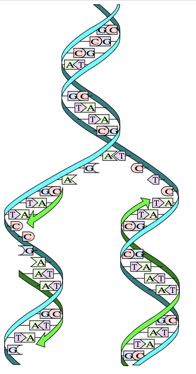 Christian Hubicki A Twitter Dna Has Sequences Of G T C A S On Its Two Strands When The Sequence On One Strand Is The Reverse Of The Other It Gets Read As A