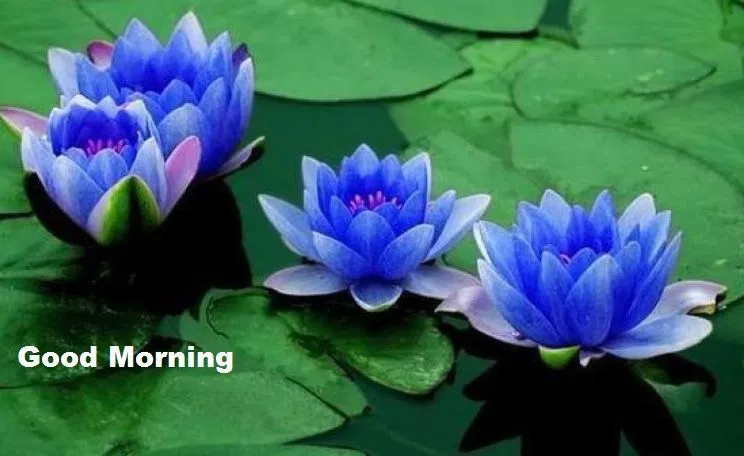 ranigill7's tweet photo. GOOD GOOD MORNING #FB FRIENDS🌹 #HappyMORNING ☀️🌹🌻☀️#PARAMJIT G , DR MANIK ,RUBY #PRAMOD JI #PARVEEN G ,HAPPY AND TIMPY ALI SANDHU, SUHANI ,ASHRAF G SHASTRY &amp;ALL @bluvd18 @RubyKha09925269 @Pinkysmile24 @123toabc @abct0xyz @sagheer_usmani @anuragbindal2 https://t.co/P8ojhvjMX9