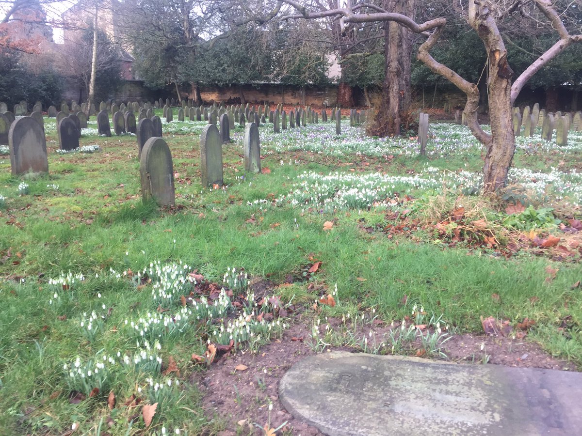 Snowdrops in the Burial Ground <a href="/DarloQuakerMeet/">Darlington Quakers</a> #Quakers