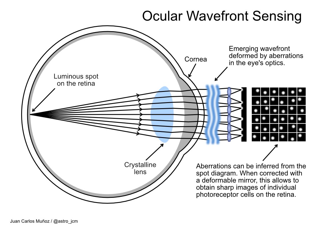 11/ Fun fact: Shack-Hartmann sensors have spinoff applications in ophthalmology! If you illuminate the retina and analyse the emerging light rays with a S-H sensor, you can measure and correct ocular aberrations, thus obtaining sharp images of individual retinal cells.