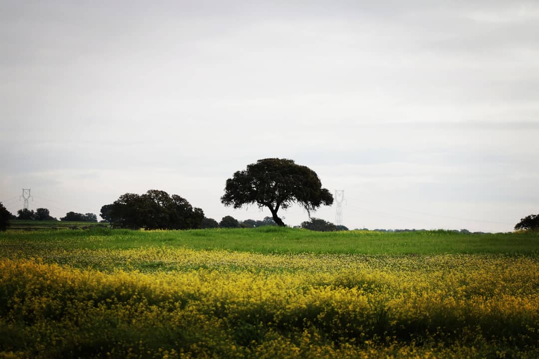 Turiex's tweet photo. La belleza de la Dehesa Extremeña.
#Extremadura #Fotos #Encinas #Dehesa #Canon #760D #NaturalPortraits https://t.co/w29VAqlMv6