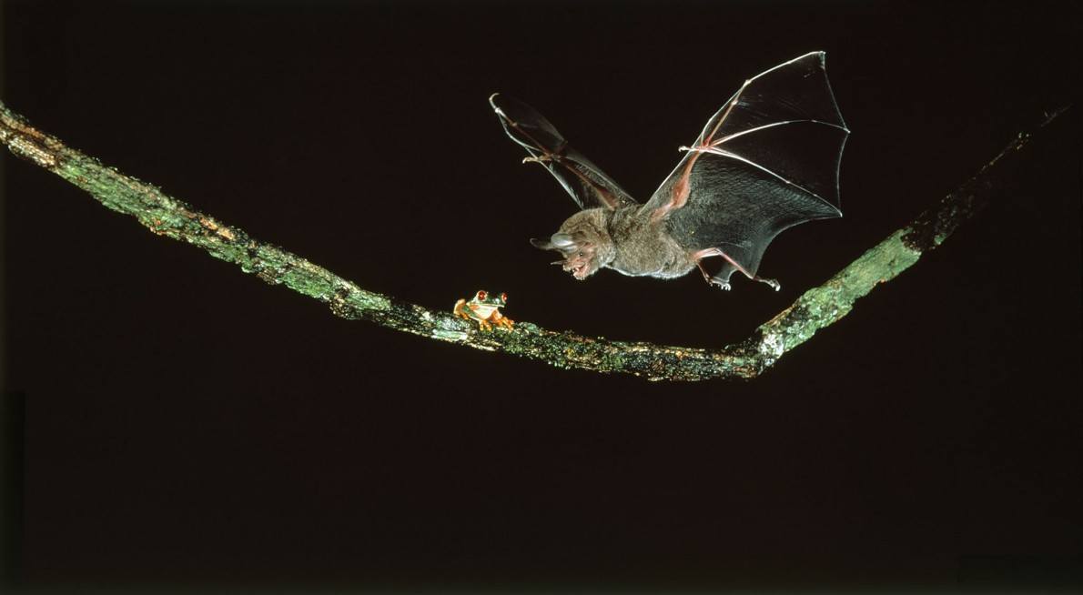 micasaucf's tweet photo. Un murciélago se tira en picada sobre una rana arbórea de ojos rojos en la isla Barro Colorado, una reserva natural en Panamá.
📸 Merlin Tuttle's Bat Conservation https://t.co/QdBlFqjuMU