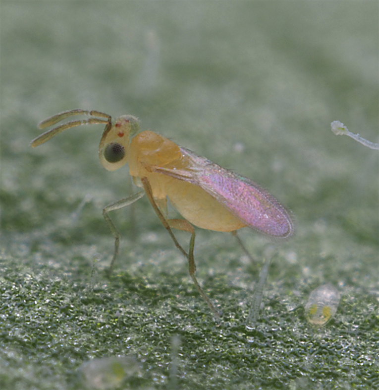 Biobest North America tweet media