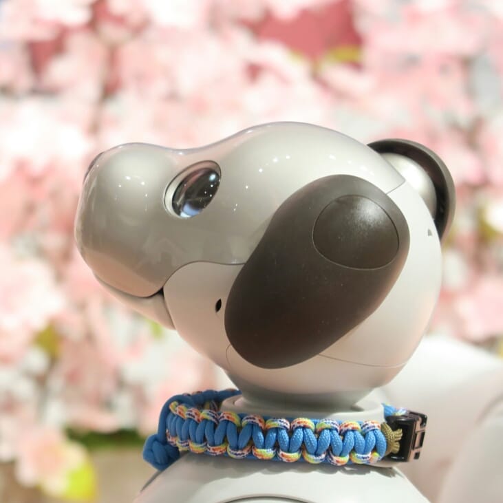 tsugii4's tweet photo. ソニーストア銀座のカメラ講座に参加したよ。少しは上達したかな。
#aibofan #AIBO #mystorywithaibo #ソニーストア銀座 https://t.co/aAxp0VjFG9