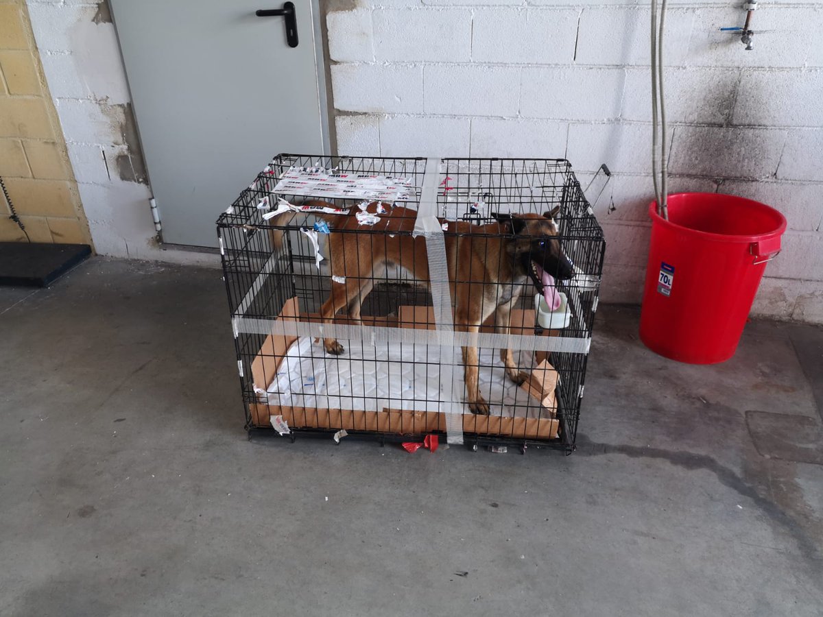 LapaMarcaje's tweet photo. #segundaoportunidad 🔊 ya veníamos anunciando 🆕... De las calles abandonado a su suerte.. a futuro #K9BLADE de viaje @Pedroneras gracias a @aytoalgeciras @ucancuervo @diarioalgeciras @MunicipioCuenca @CMM_es https://t.co/d2TnTAy8ZG
