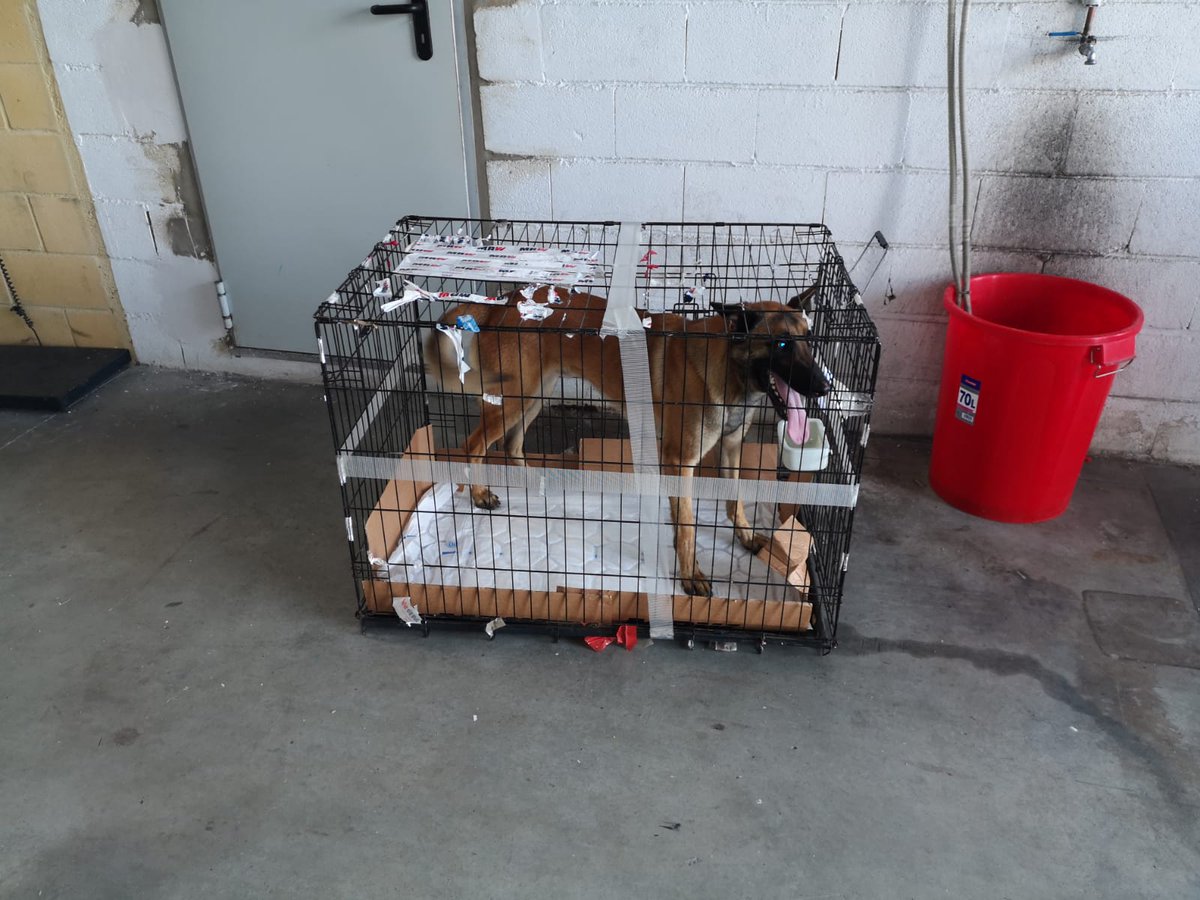 LapaMarcaje's tweet photo. #segundaoportunidad 🔊 ya veníamos anunciando 🆕... De las calles abandonado a su suerte.. a futuro #K9BLADE de viaje @Pedroneras gracias a @aytoalgeciras @ucancuervo @diarioalgeciras @MunicipioCuenca @CMM_es https://t.co/d2TnTAy8ZG