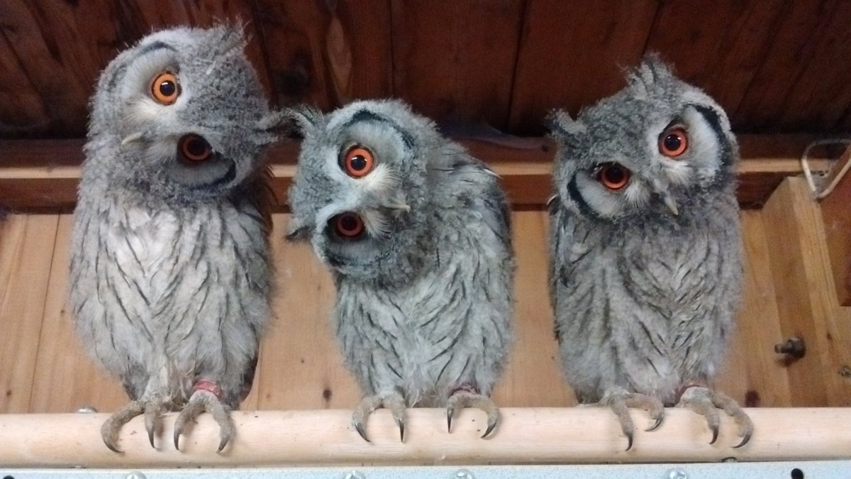 2020 is our 30th anniversary year, alot of education, lots of wildlife rehabilitation, conservation and many many visitors, since 1990! We will share lots of stories of the above + those of our biggest animal characters in coming weeks. #anniversary #owls