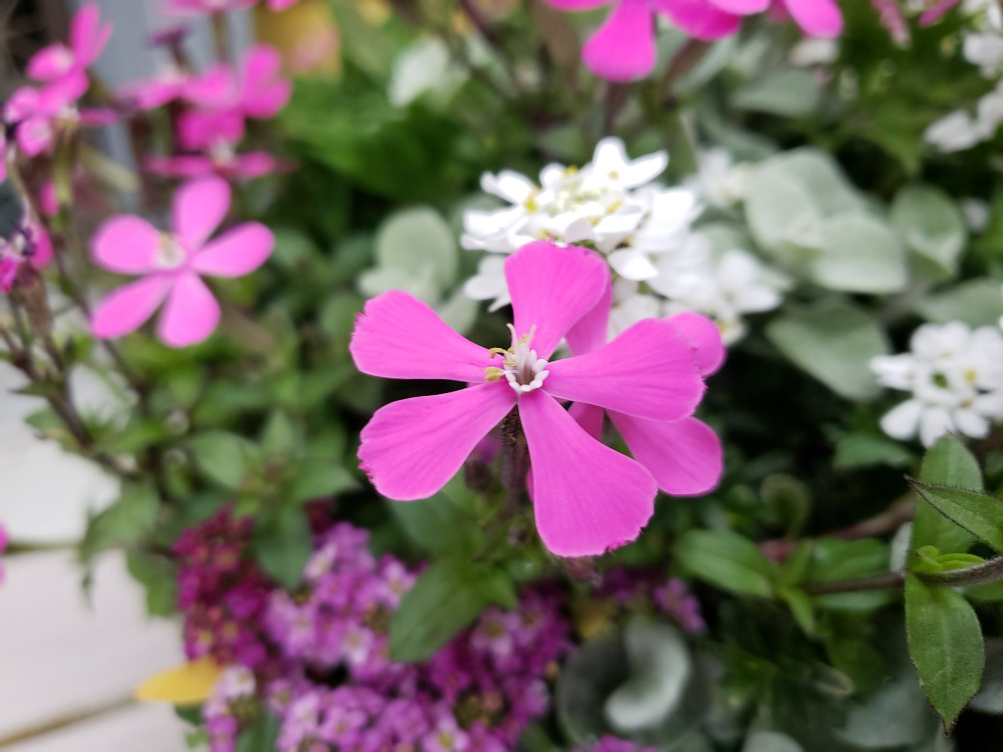 ジョイフル本田 ガーデンセンター ガーデンセンター守谷店 本日の寄せ植え シレネ ピンクパンサーをメインにラナンキュラス やルピナス リーフや小花を添えて 寄せ植え アレンジ シレネピンクパンサー ルピナスピクシーデライト ジョイフル本田 ガーデンセンター ガーデンセンター守谷店 本日の寄せ植え シレネ ピンクパンサーをメインにラナンキュラス やルピナス リーフや小花を添えて 寄せ植え アレンジ シレネピンクパンサー ルピナスピクシーデライト