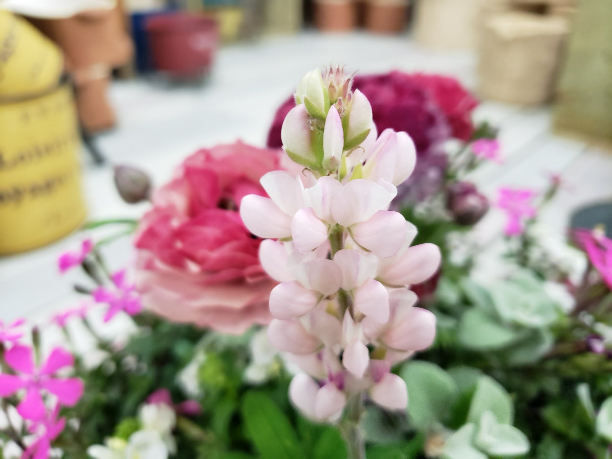 ジョイフル本田 ガーデンセンター ガーデンセンター守谷店 本日の寄せ植え シレネ ピンクパンサーをメインにラナンキュラス やルピナス リーフや小花を添えて 寄せ植え アレンジ シレネピンクパンサー ルピナスピクシーデライト