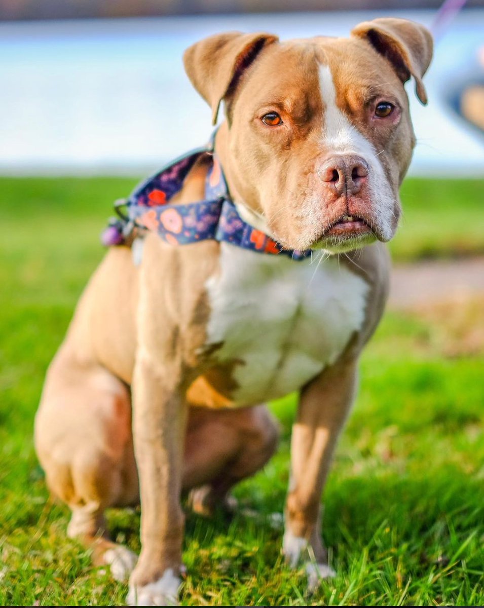 Petcademyorg's tweet photo. My name is Roxy and I'm super foxy. After I was adopted from @phillypaws I learned to walk like the lady I was born to be. #petcademy #dogtraining https://t.co/PIjLpWzDum https://t.co/zwYGZCeLoV