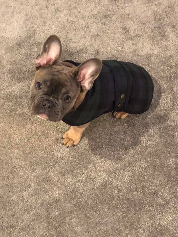 ManagedInkLtd's tweet photo. *COMPETITON*

Win your fur baby a hamper full of treats on #Nationalloveyourpetday 20.02!

Follow us, like this post and re-post with the cutest picture of your pet!

The winner will be announced on 20.02 Good Luck🍀
Meet some of Managed Inks fur gang🐶

#Competition #furbabies https://t.co/BpBcuhZZYQ