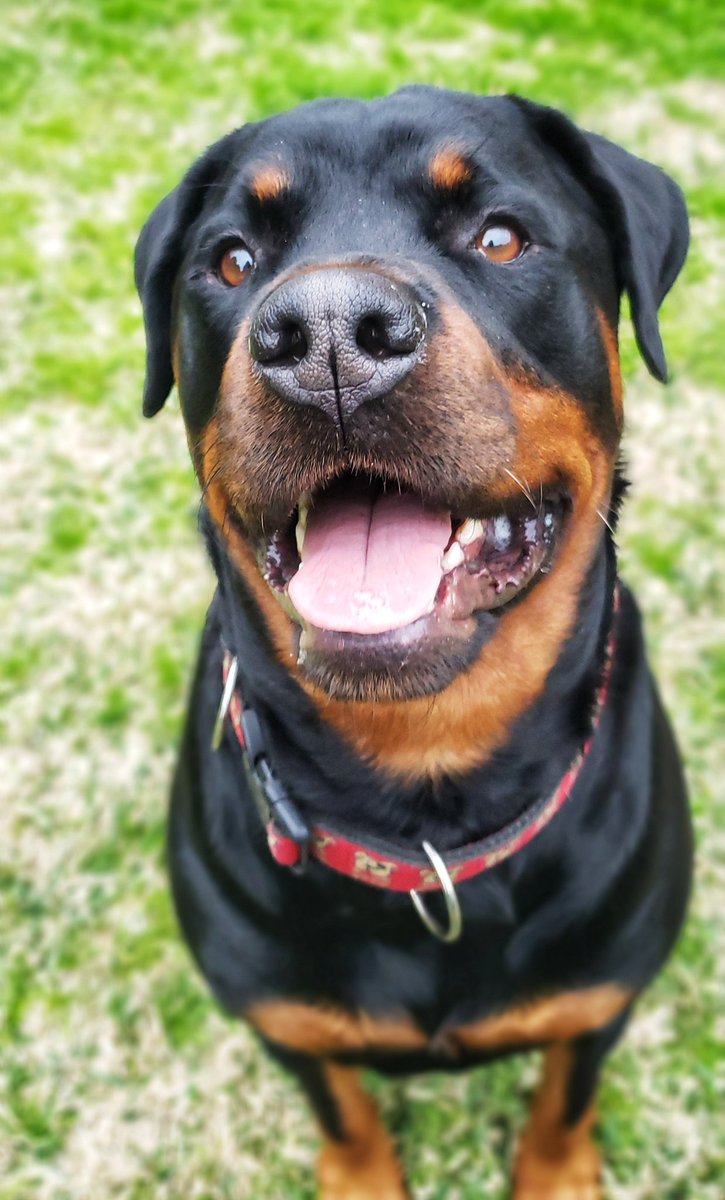 Meet our other extended family member, Jett!
🐕❤🐾🥰🐾🐕💖
#happyfamilyday #rottiesofinstagram #walkinthedoginwhitby #walkinthedog