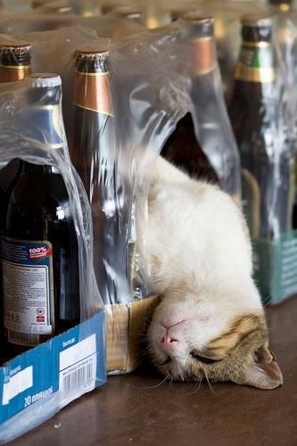 mildredcrazycat's tweet photo. Monday motivation be like...... #MondayMotivation #CatsOfTwitter #catslife #crazycatlady #katchamber https://t.co/W4IXu85NaA