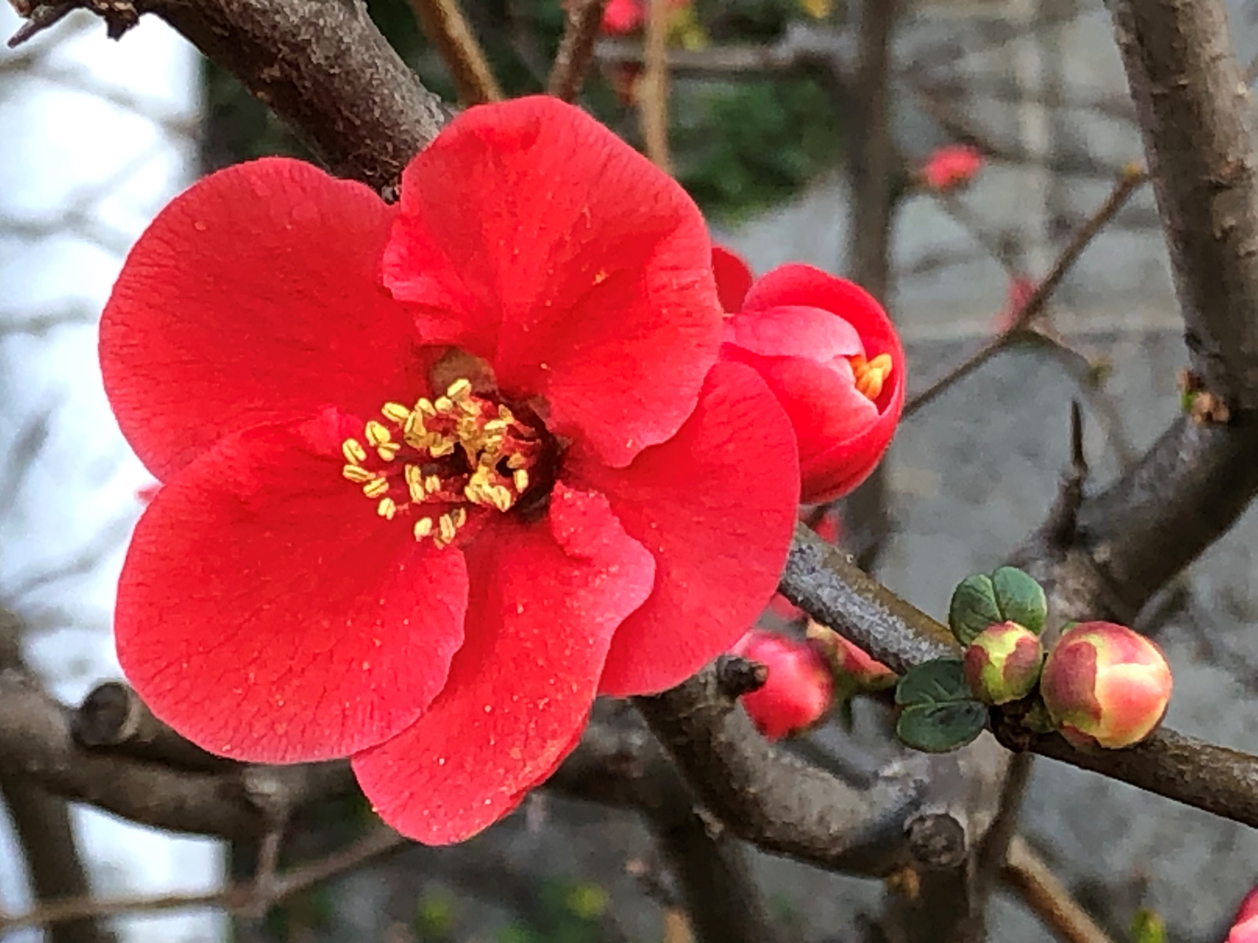 都立芝公園 18号地にてボケの花が咲いています 織田木瓜 として織田信長の家紋としても有名ですね T Co Rl4sf7epeu Twitter