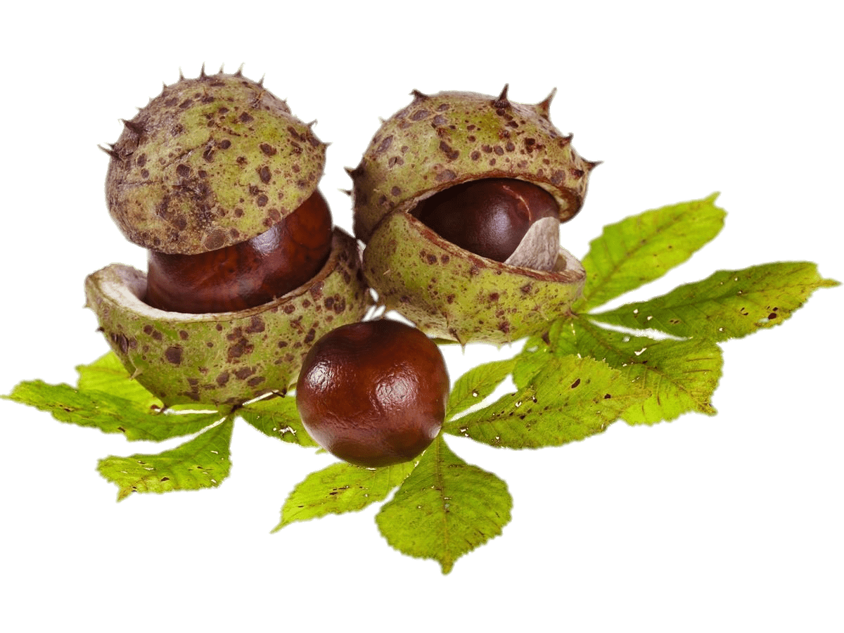 Prisma_Natural's tweet photo. El #CastañodeIndias 🌰 es un árbol 🌳 majestuoso. Sus virtudes son sus acciónes venotónica, vascoconstrictora y antiinflamatoria.
Descubre los #Complementosalimenticios con castaño de indias: https://t.co/c0Ja1A8EHk
#Plantas #Fitoterapia #Microesferas #PrismaNatural https://t.co/aBhS6mhauu