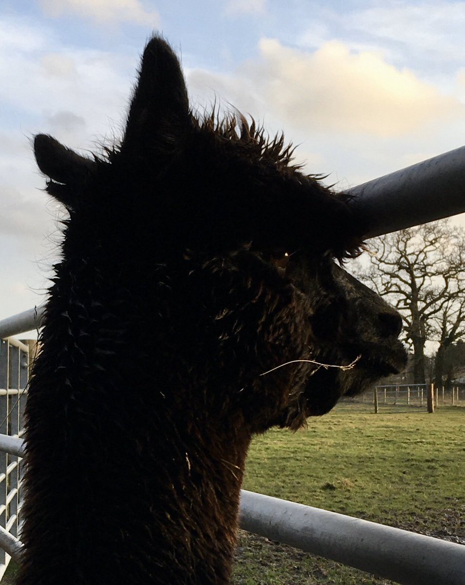 alpacapower's tweet photo. @SaveGeronimo washed & blow dried yesterday and it’s happening all over again today 🙄 #notgoingout #intelligentalpaca #nothingwrongwithme #stopblamingNZ @MPGeorgeEustice @DefraGovUK @BorisJohnson @carriesymonds https://t.co/3ReiI1Jtvb