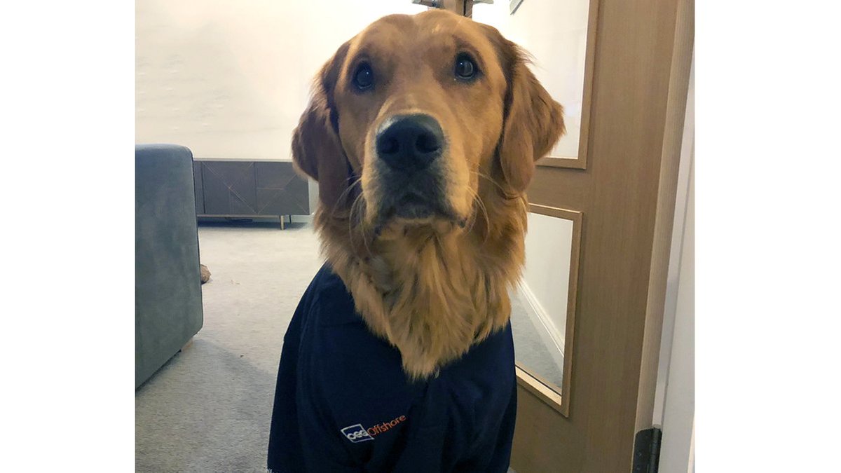 OEG_EnergyGroup's tweet image. Our Barketing Manager for the next few days is Buddy, fully trained in digital marketing and finding sticks.  Posts are going to be paw-some Twitter followers.🐾 #oilandgas #marketing #dnvcontainers #oilfield #MondayMotivaton