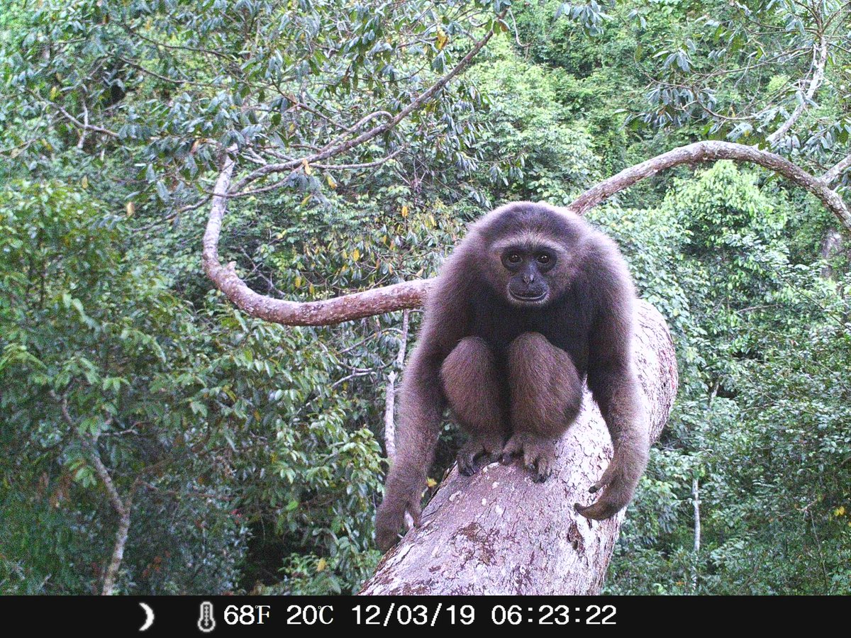 thereal_jayhay's tweet photo. It's Monday morning and it's raining. Here's a lovely gibbon.
#Borneo #rainforest #cameratraps #canopycams #treeclimbing #nature #ourworldisbeautiful https://t.co/HwLbUujegZ