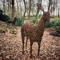 Happy Half-Term!  Beautiful Snowdrop Walk with willow animal sculptures to discover along the way - bring your dog too.  Courtyard kitchen open for homemade lunches, cakes &amp; refreshments 11-4pm #snowdropwalk