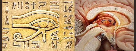 The symbol above is called the "eye of providence"A combination of the "third eye" (or the "all-seeing eye") and the great pyramidBut what does it mean?Let's start by looking at another Egyptian icon:"The Eye of Horus"Bares a certain resemblence, doesn't it? 