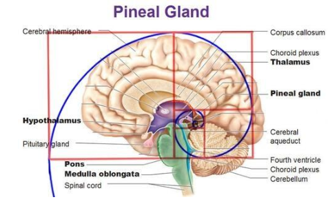 The Egyptians used this symbol as a tool for measurement, as its curve follows the golden ratio.It is the same with the human brain, it is at the origin point of this golden ratio that is found at every level of the universe.From galaxies to human embryos to a snail's shell