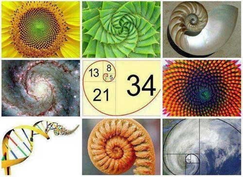 The Egyptians used this symbol as a tool for measurement, as its curve follows the golden ratio.It is the same with the human brain, it is at the origin point of this golden ratio that is found at every level of the universe.From galaxies to human embryos to a snail's shell