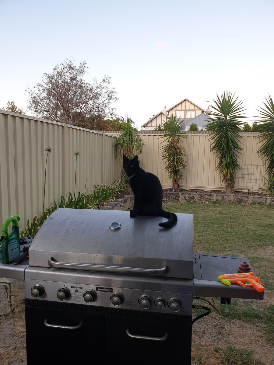 EdenNZara's tweet photo. Sorry dad, did you want to cook something? This is mine now, so figure something else out 😽
#EdenNZara
#Eden
#MyBBQNowHuman https://t.co/udqxtFR2o8