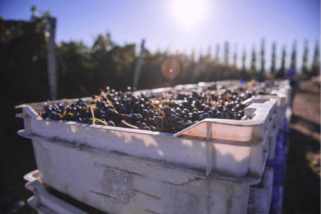 ¡Vendimia 🍇 es tiempo de celebración! 🎉 Conocé Mendoza en la época más linda 😍 de la mano de Bee 🐝