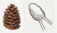 Interesting, do we find any more Pineal Gland (it looks like a pine cone) symbology in the ancient world?Yes, quite a lot in fact.From the Vatican to ancient Sumeria Why would so many cultures and groups put such an emphasis on a part of the body you CANT EVEN SEE???