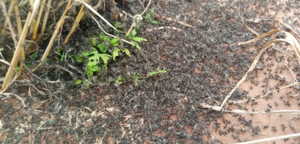 MeruFmOfficial's tweet photo. MIllIONS OF LOCUST EGGS HATCH IN THARAKA FEW DAYS AFTER THE LOCUSTS MIGRATED FROM THE AREA .

Akari ba Kathangachini na Maragwa nteere cia Tharaka gukaira thirikari ibatethie nyuma ya mamirioni ja makome ma ngigi gukomoka igoro utuku ntuku nini nyuma ya Ngigi kuthaama nteere iu. https://t.co/vBlNMeULaR