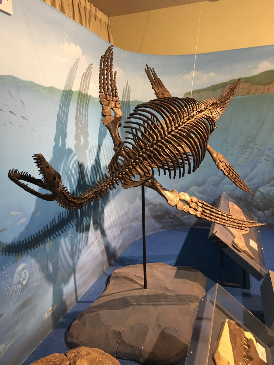 プレシオサウルスに生き残りがいる?食べ物や歯、骨の特徴等も解説 