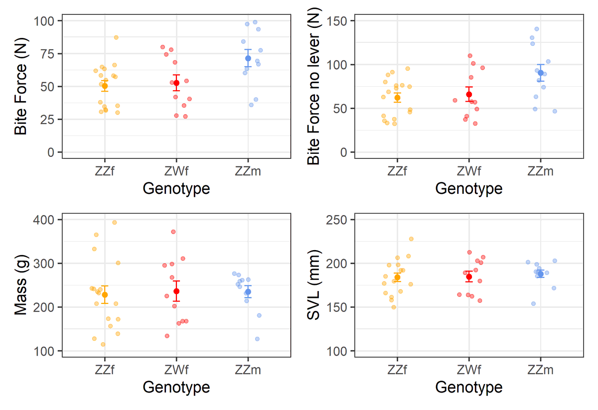 MarcEHJones's tweet photo. Bite-force in bearded dragon lizards reflects sexual phenotype not chromosome complement: concordant females (ZWf) and temperature induced sex-reversed females (ZZf) lack the greater bite-force and larger heads of males (ZZm) | #Pogona #agamidbiteforce | https://t.co/yiz13CR6F6 | https://t.co/O8Ic09lCDw