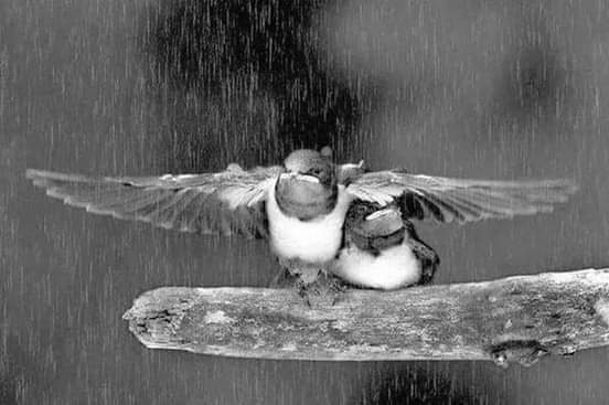 NooR_fa0's tweet photo. ❥⇣ㅤㅤ      

↴ ❁

❖
“ يبقى الحنون مميّـزًا في طبعهِ

تأوي له حتّى القلوب القاسية !

يا من تضمّون القلوب بلينكم ..

يجزيكم الله الجنان العالية . 💭☔️”

*​​🎧  ▷ ◉───── 00:00*

❥ᴸ̲ᵒ̲ᵛ̲ᵋ̲ᵧₒᵤ

َ❥ #NooR❥ https://t.co/8iqlZcLuDN