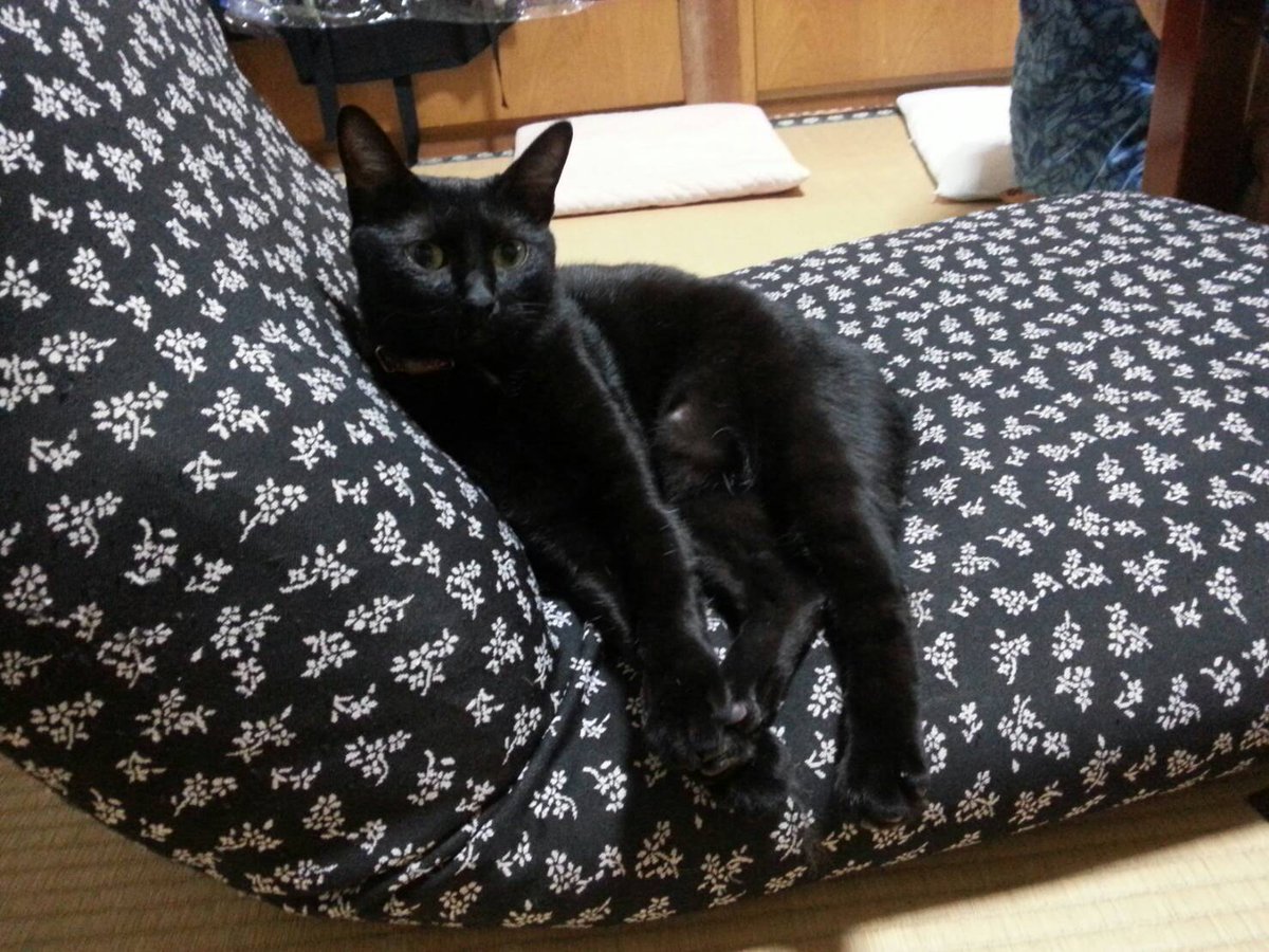 香川県 黒猫を探しています ちびがいなくなって3ヶ月 諦めてません 落ち込んだ時に読むブログ まるのあしあと 勝手に紹介させていただきます すみません T Co Opttp96pag まるちゃん 猫 がいなくなってから見つかるまでのお話 今日外で捜し