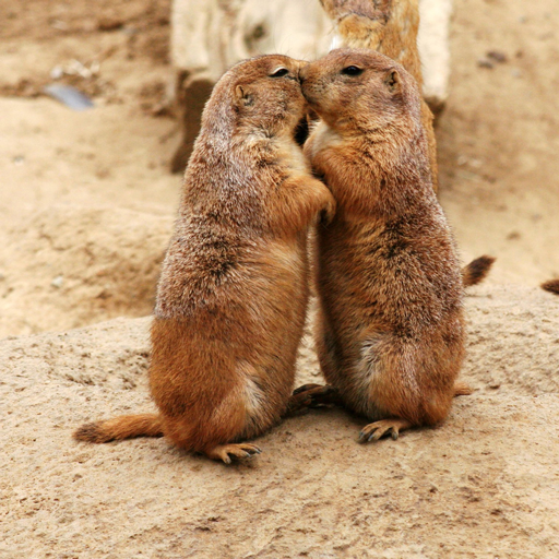 動物の習性図鑑 プレーリードッグ式の挨拶 プレーリードッグの集団での挨拶は 鼻をくっつけたり キスをしたりします プレーリードッグは集団で行動する生き物で周りとのコミュニケーションを大事にする傾向にあります T Co Ivabb7rmxz