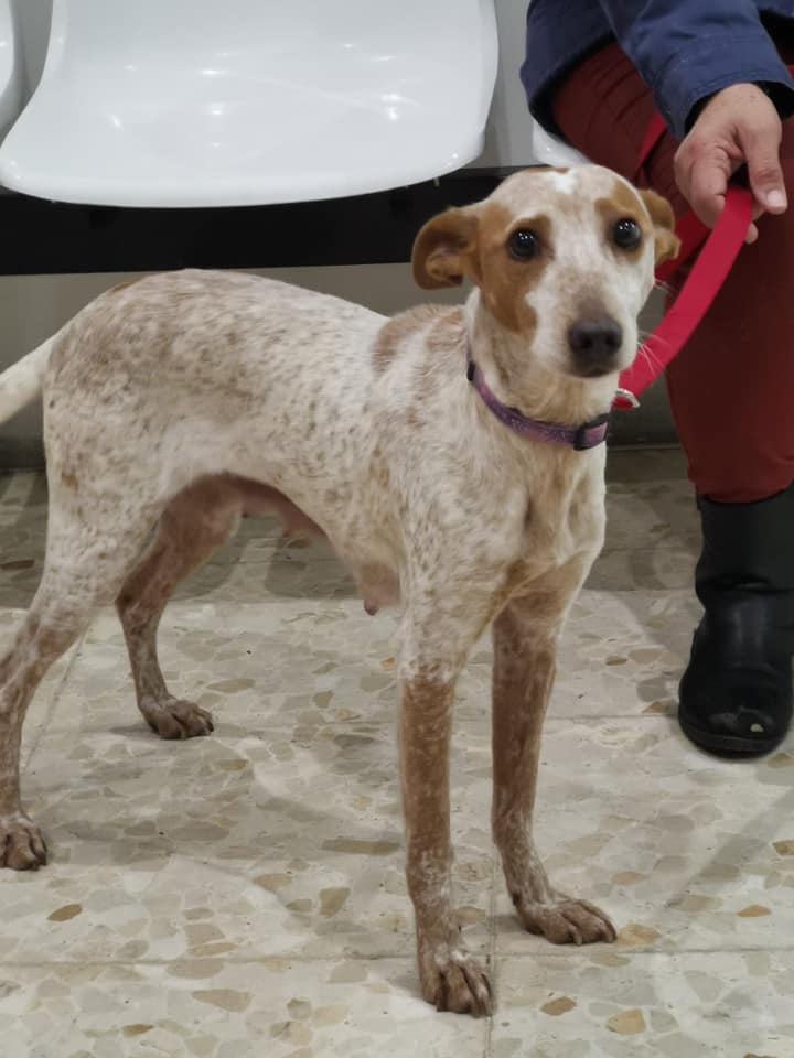 🐾🐶 LUNITA 🐶🐾
Esta preciosidad tiene dos añitos y medio, es muy simpática y cariñosa, le encanta los niños, es muy tranquila en casa y cuando sale de paseo le encanta jugar con otro compi canino 😍.Si te gustaría ayudarla dándole un hogar o casa de acogida, escríbenos! 🐱🐶🥰.