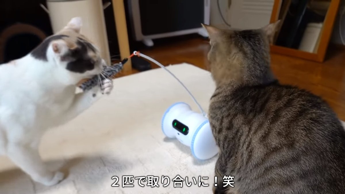 loiovoiol's tweet photo. 🐸 へーペット用ロボットなんだ?!面白いね(◦ˉ ˘ ˉ◦)
🤖 動画に出てくるのは、お値段1万円超えてるようですが、その分多機能デスネ~
🐸 これにゃんこ目線だとどう映ってるんだろ?気になるね(ΦωΦ)
🤖 すぐ飽きないか心配ですネ(;^ω^)
#ペット専用ロボット #VARRAM https://t.co/6tQMNIxGjR
