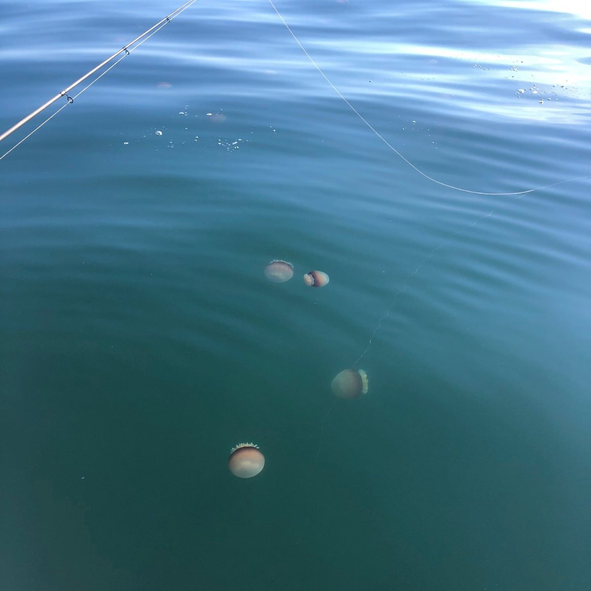 We know you're just jelly that you aren't out fishing with us.