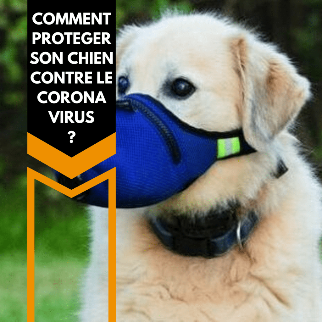 StoreUnuma's tweet image. Comment protéger son chien contre le nouveau Coronavirus nCov-19 ? unuma.fr/2020/02/15/com…