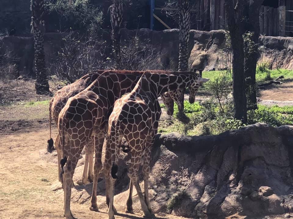 haleyfreeman22's tweet image. What better way to spend Valentine’s Day than at the zoo! 🦁🐨🐸🐵 #LifeInALE @NISDGlenoaks